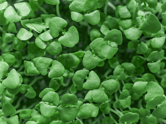 Basil (Genovese) Microgreens - OG