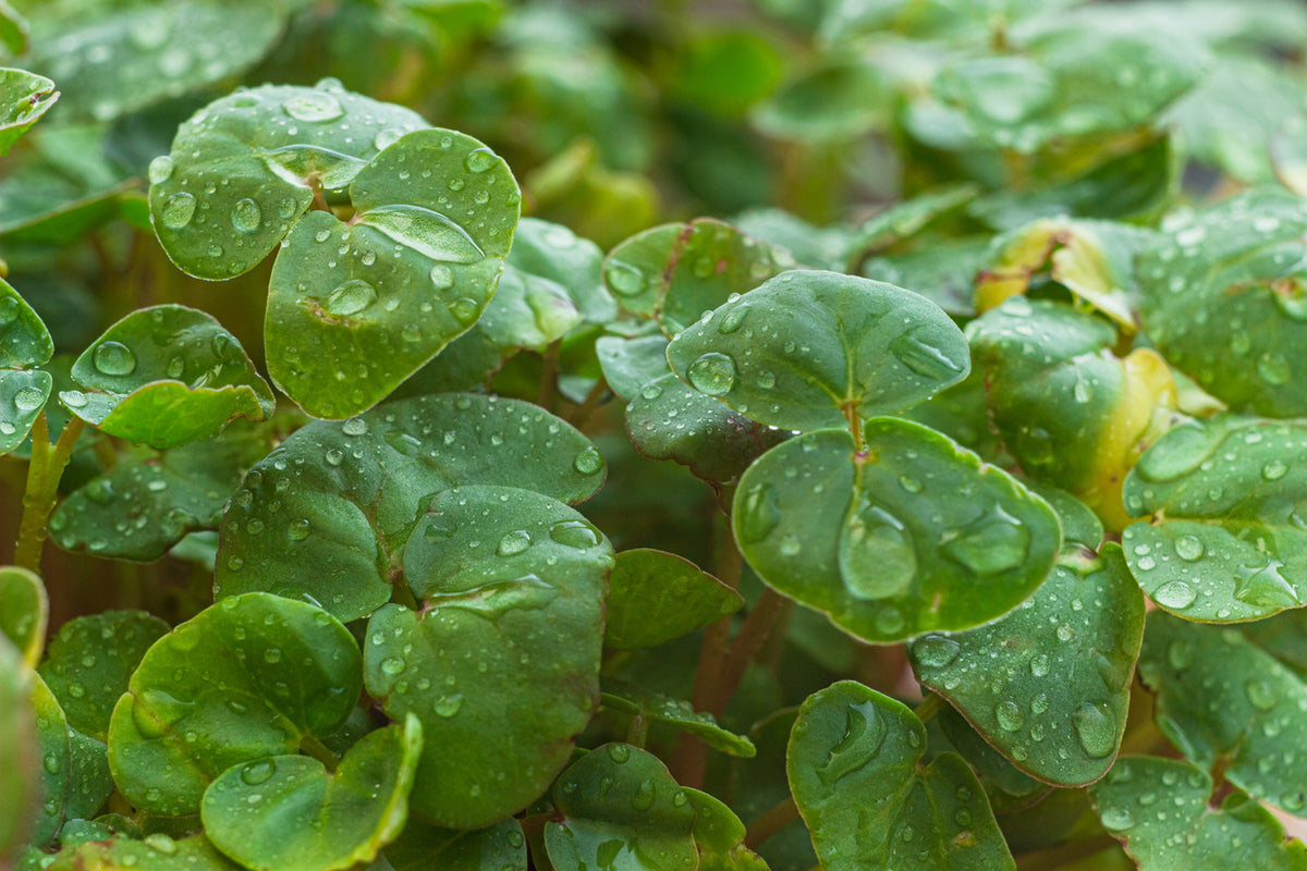 Fresh Buckwheat Microgreens grown by Loving My Greens