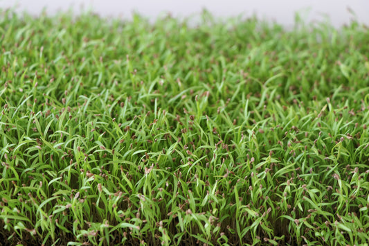 Carrot Microgreens - OG