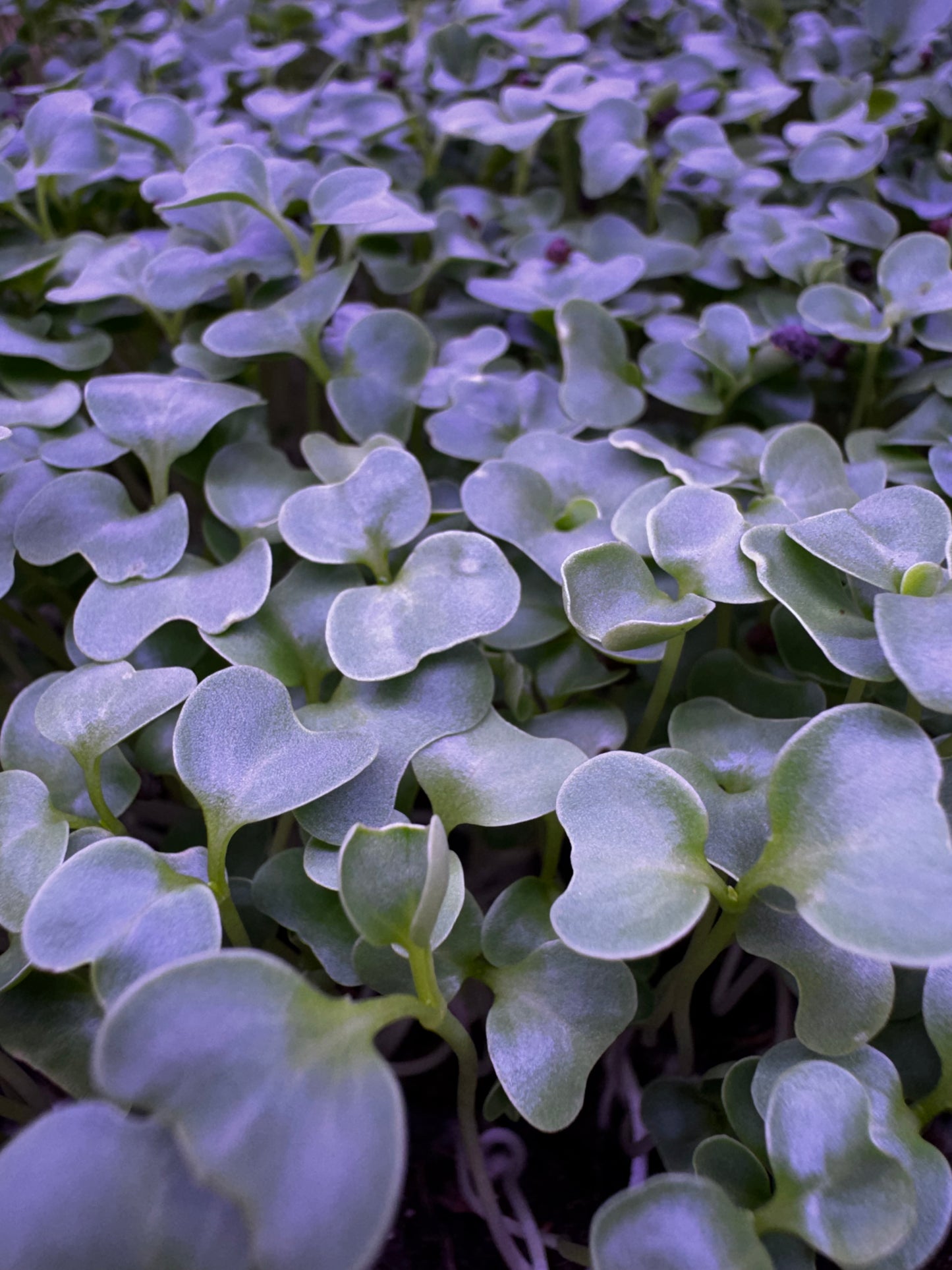 Kale Microgreens - OG