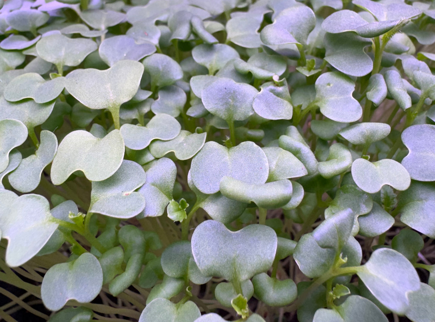 Mustard Wasabi Microgreens - Organic