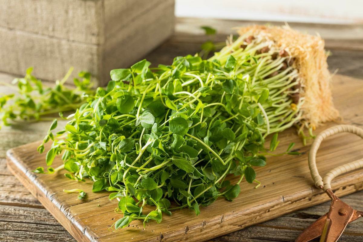 Fresh Pea Shoots grown by Loving My Greens