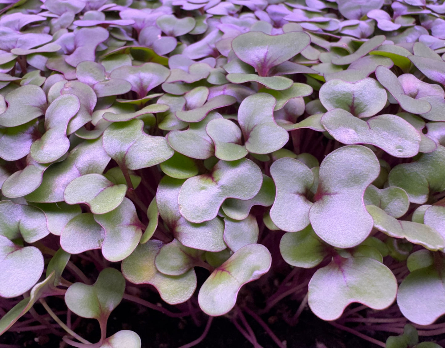 Red Cabbage Microgreens - Organic
