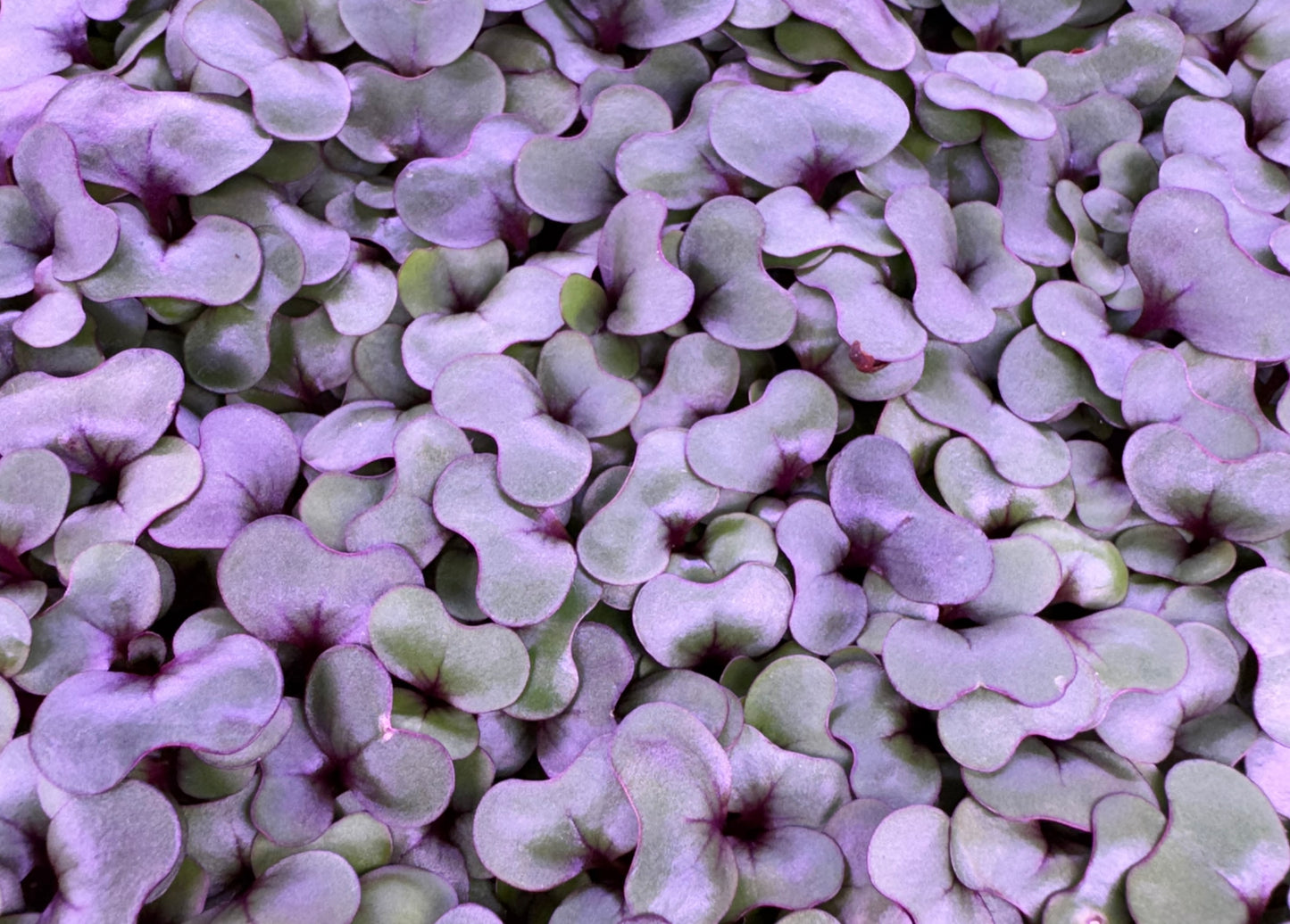 Red Cabbage Microgreens - Organic