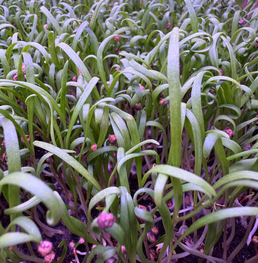Spinach Microgreens - OG