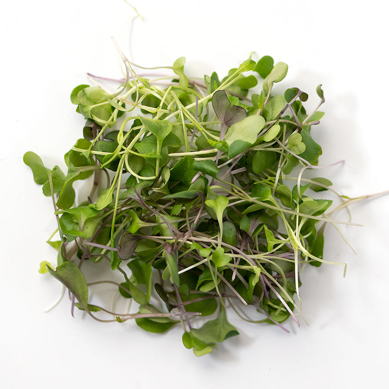 Salad Mix Microgreen Blend - OG