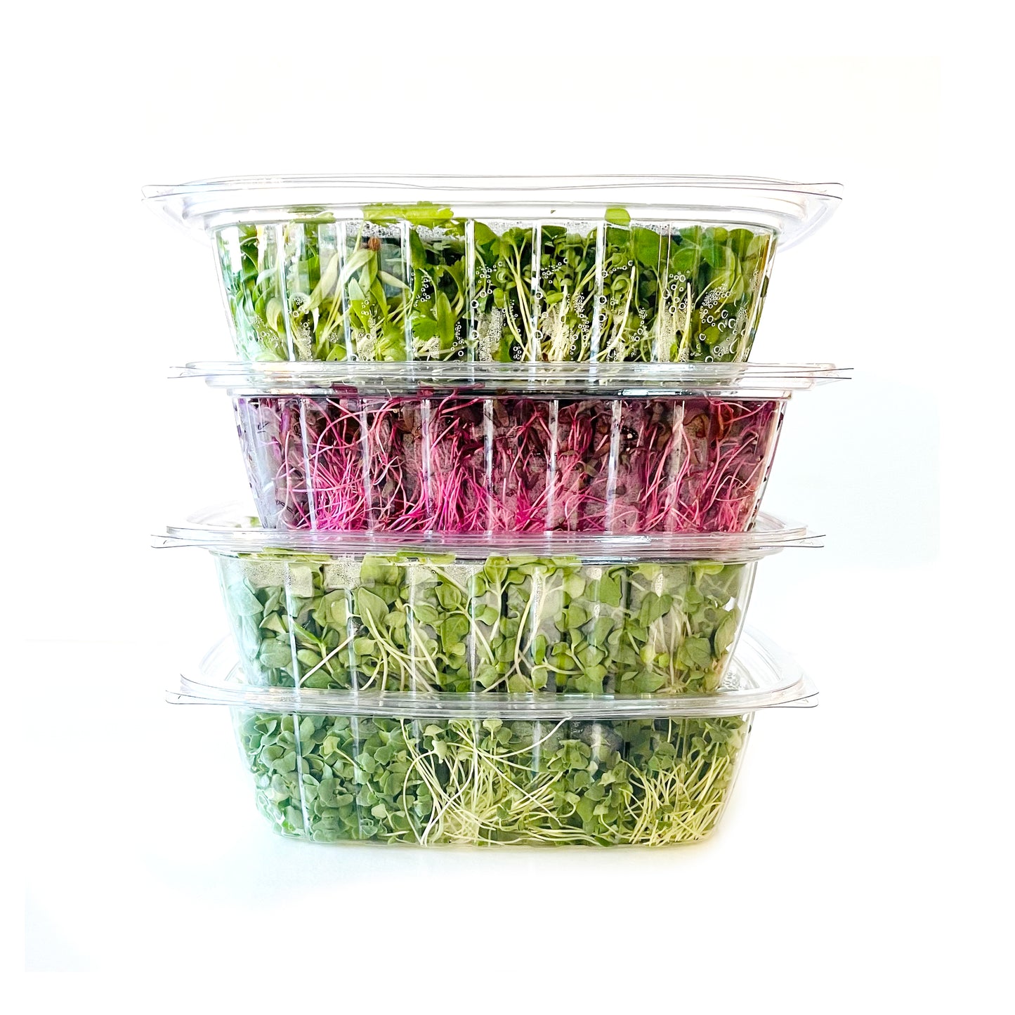 Radish Microgreens- Organic