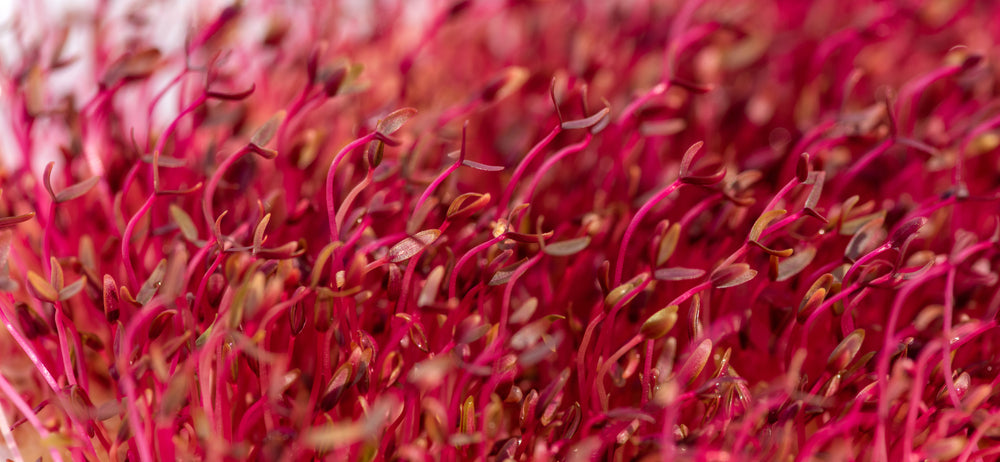 Amaranth Microgreens - Organic