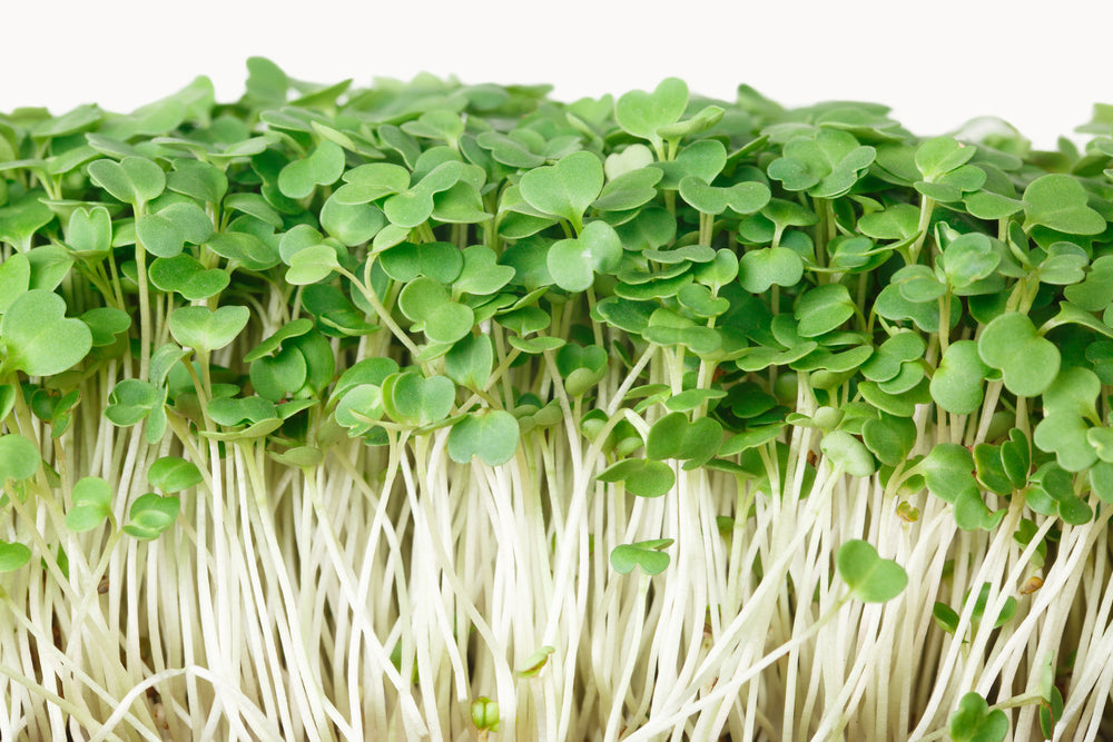 Arugula Microgreens- Organic