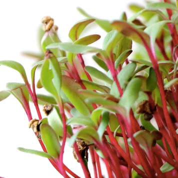 Fresh Beet Microgreens with vibrant red stems and green leaves grown by Loving My Greens