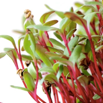 Beets Microgreens- Organic