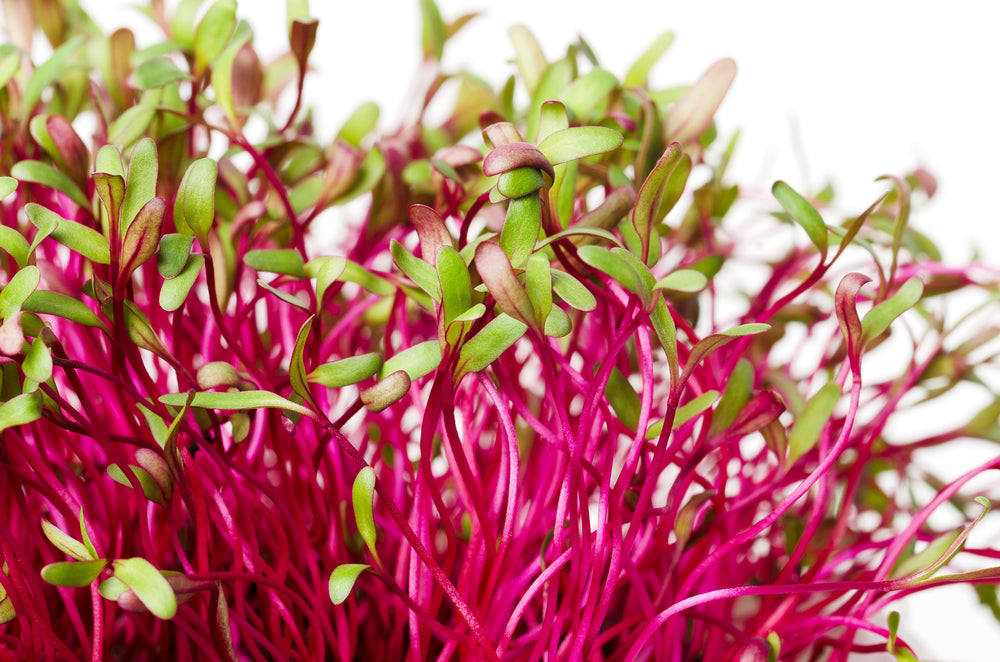 Beets Microgreens- Organic