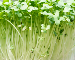 Bok Choy Microgreens- Organic