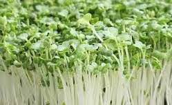 Freshly harvested Bok Choi microgreens with tender green leaves