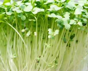 Fresh Bok Choi microgreens grown by Loving My Greens