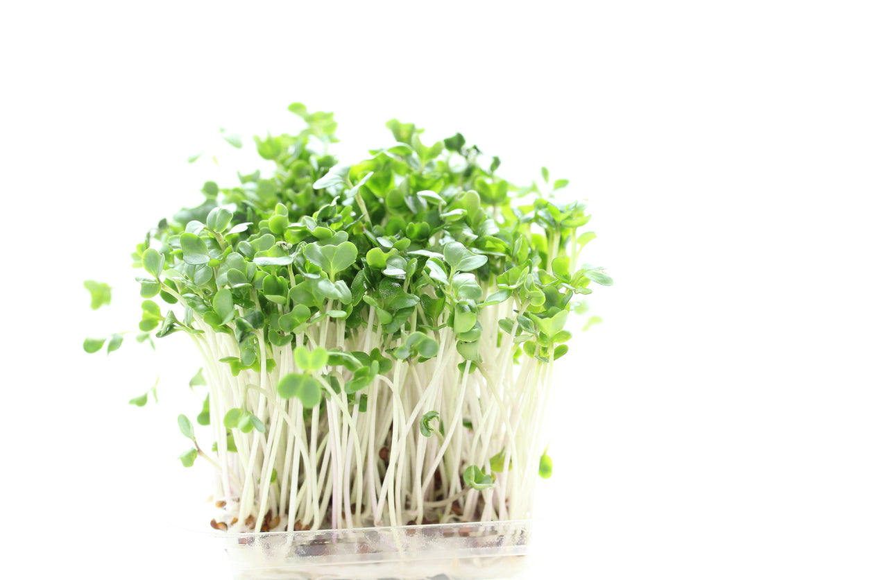 Broccoli Microgreens