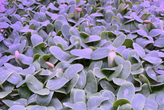 Fresh Cantaloupe Microgreens grown by Loving My Greens