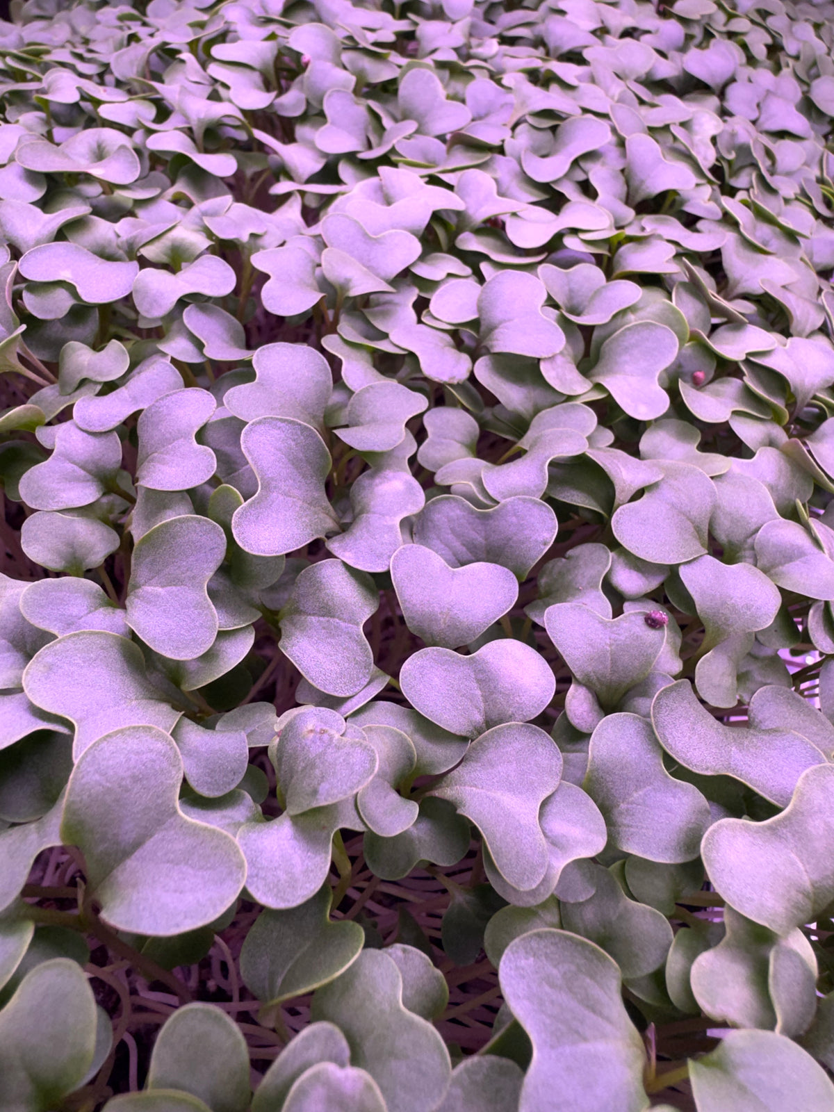 Cauliflower Microgreens - OG