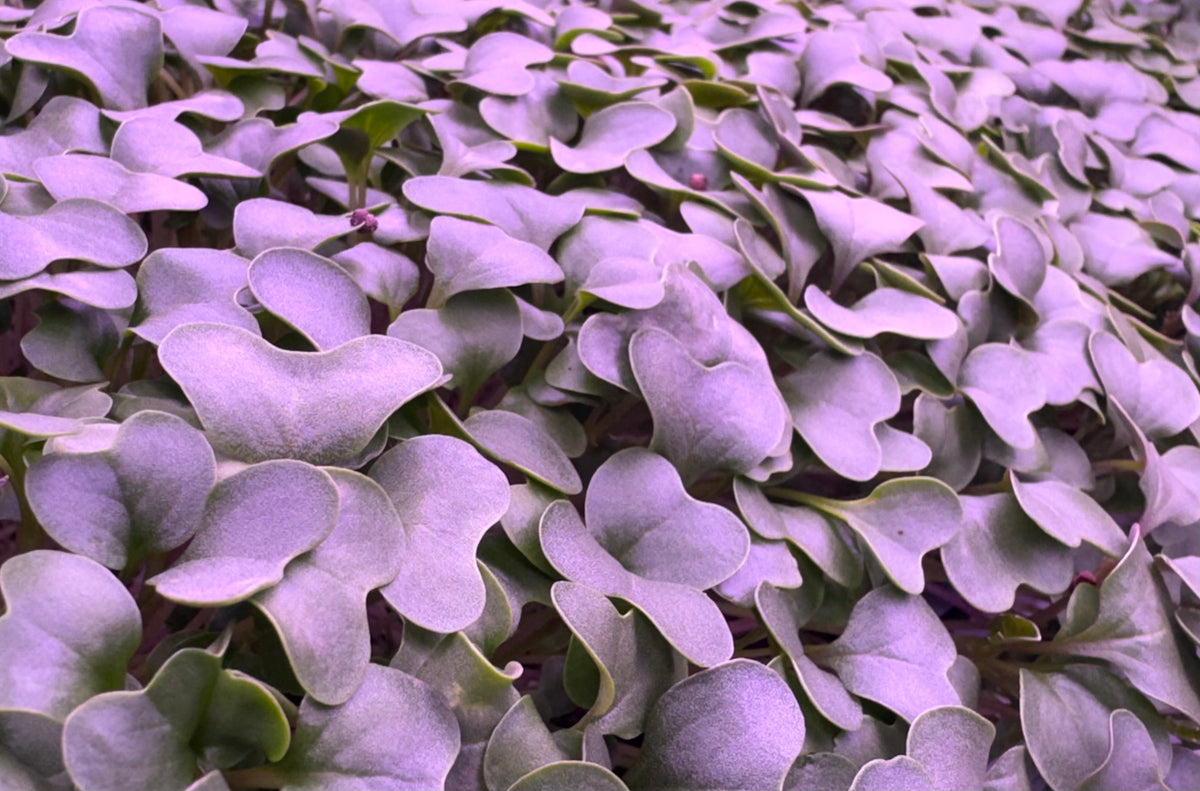 Cauliflower Microgreens - OG