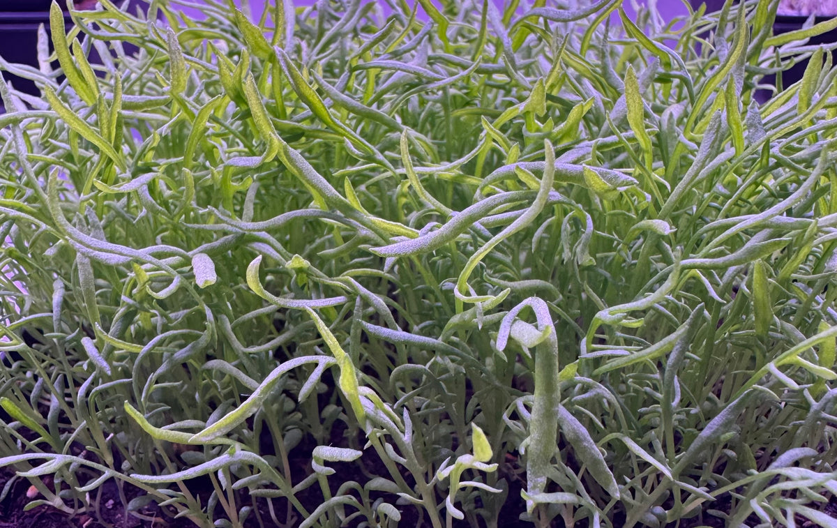 Chamomile Microgreens