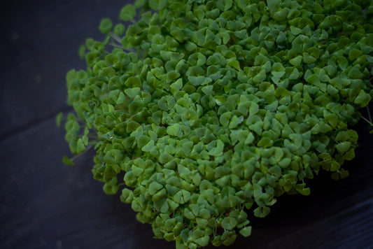 Fresh chia microgreens grown to order by Loving My Greens