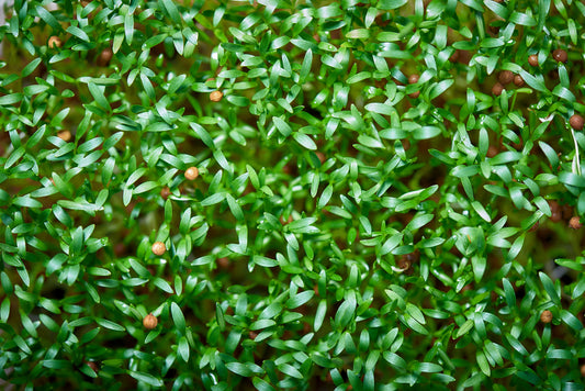 Cilantro Microgreens- Organic