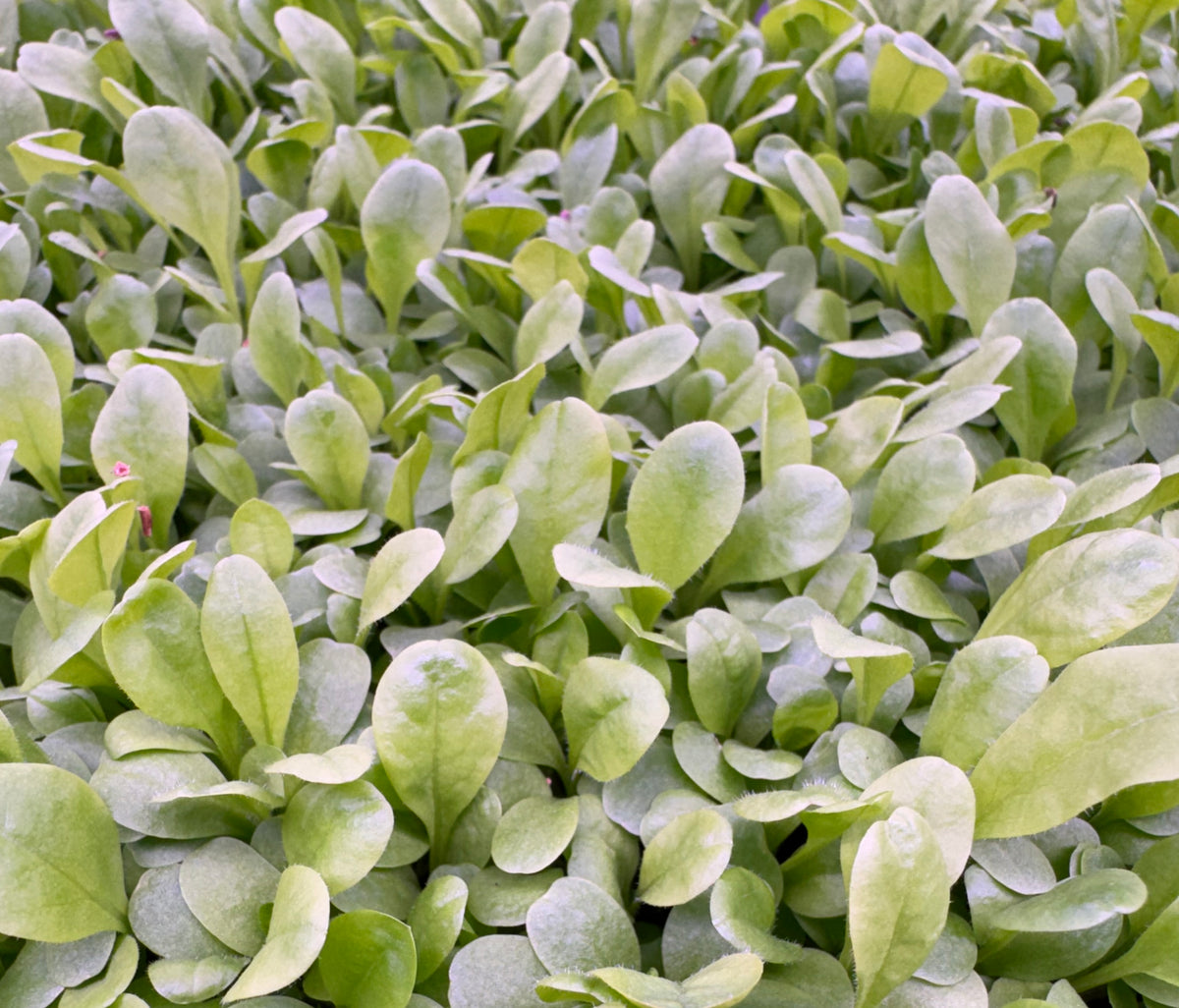 Fresh Dandelion Microgreens grown to order by Loving My Greens