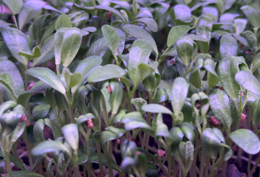 Fenugreek Microgreens - OG