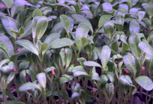 Fresh fenugreek microgreens grown to order by Loving My Greens