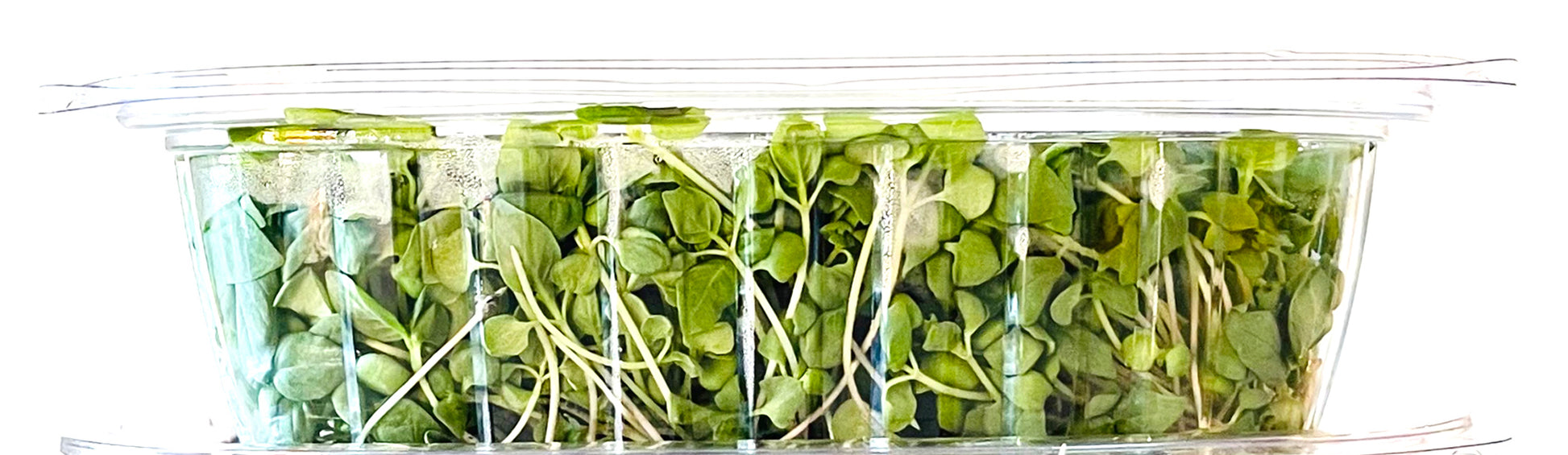 Broccoli Microgreens