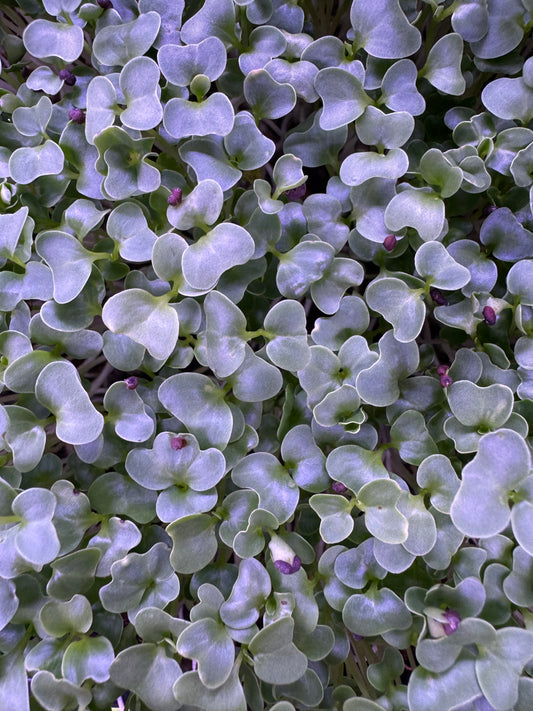 Fresh kale microgreens from Loving My Greens