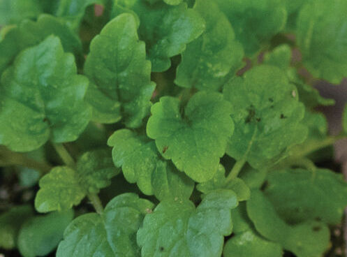 Fresh Lemon Balm Microgreens grown by Loving My Greens