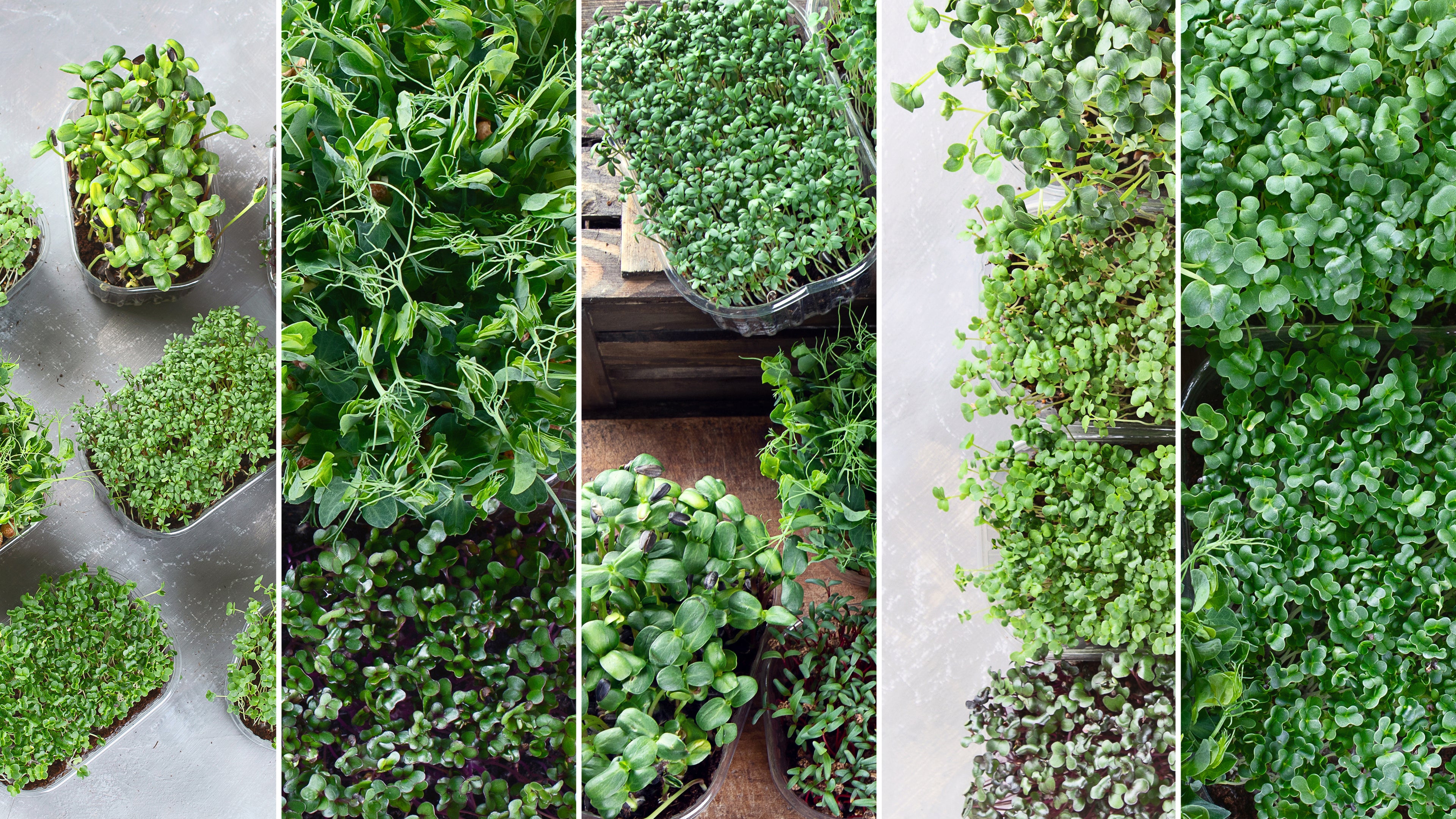Fresh organic microgreens grown in Fort Lauderdale Florida