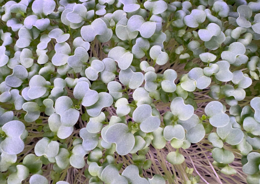Fresh Mustard Wasabi Microgreens from Loving My Greens