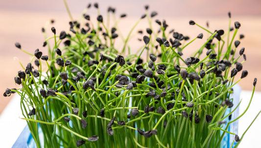 Fresh Onion Microgreens from Loving My Greens