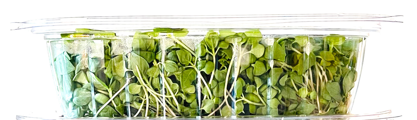 Broccoli Microgreens- Organic