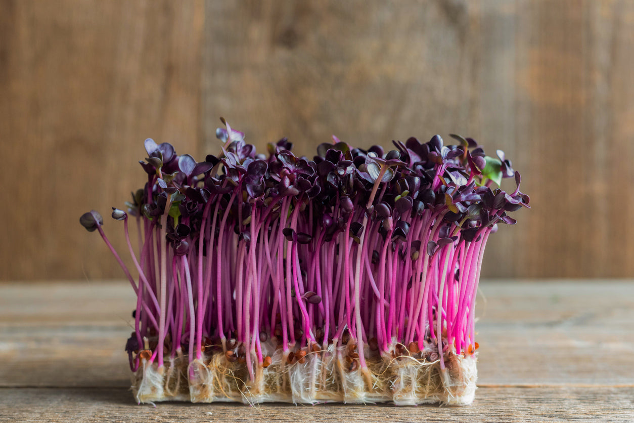 Radish Microgreens- Organic