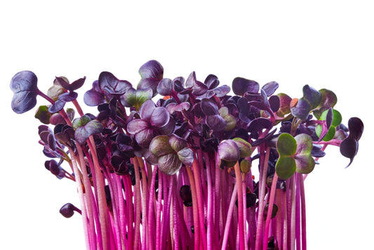Fresh Radish Microgreens grown by Loving My Greens