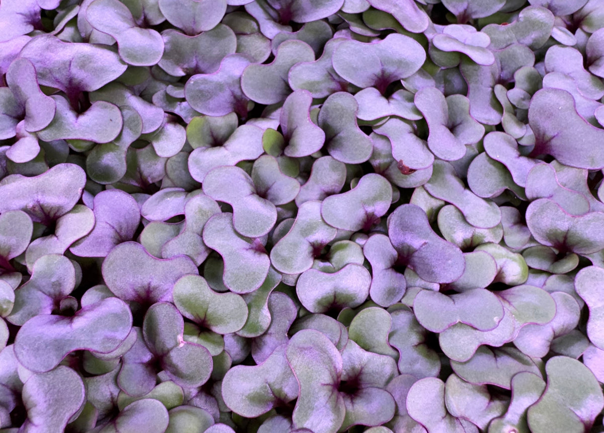 Fresh Red Cabbage Microgreens grown by Loving My Greens