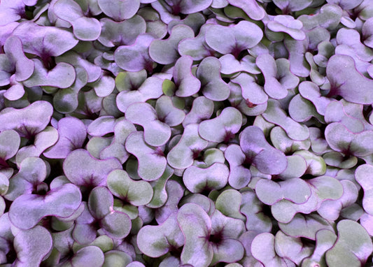 Fresh Red Cabbage Microgreens grown by Loving My Greens