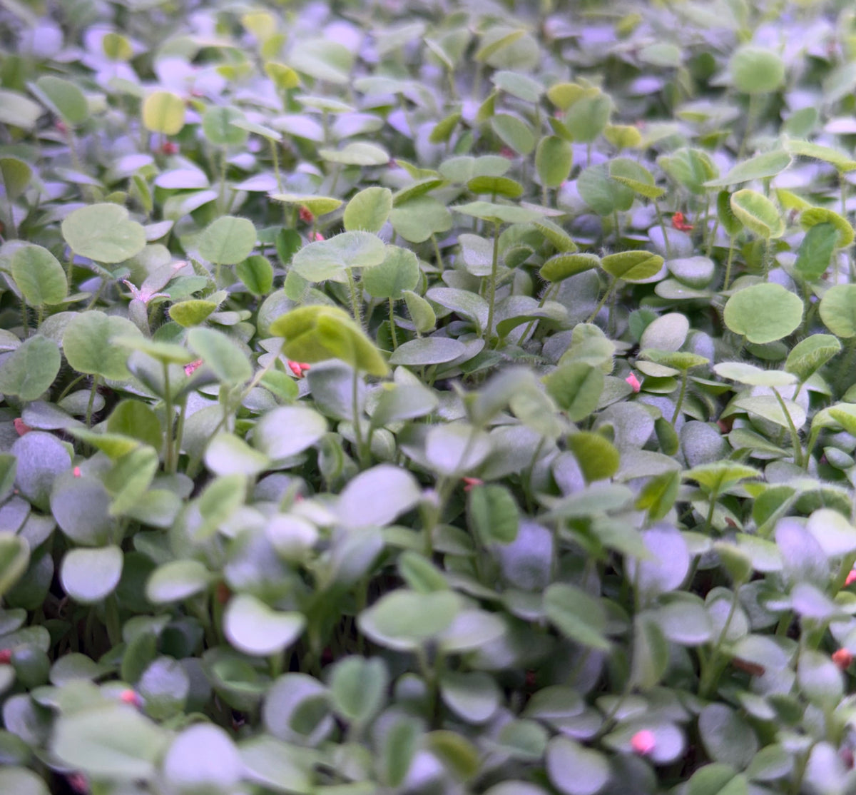 Fresh Red Clover Microgreens grown by Loving MY Greens