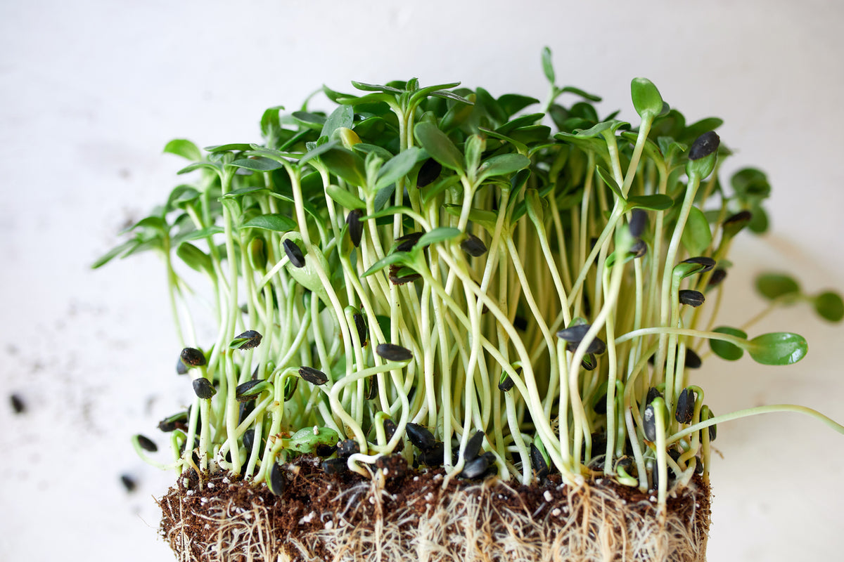 Fresh Sunflower Microgreens grown by Loving My Greens
