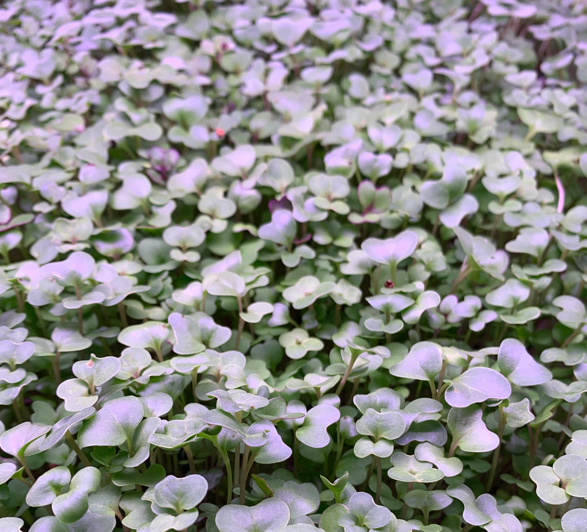 Fresh Vitality Blend microgreens with broccoli kale arugula red cabbage and kohlrabi