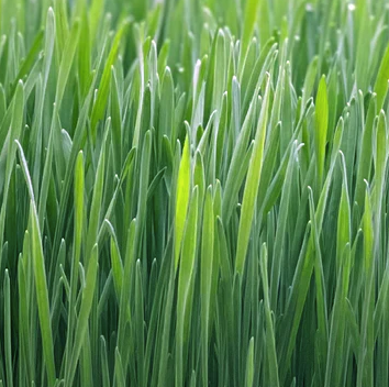 Wheatgrass- Organic