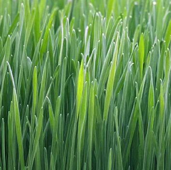 Fresh Wheatgrass from Loving My Greens