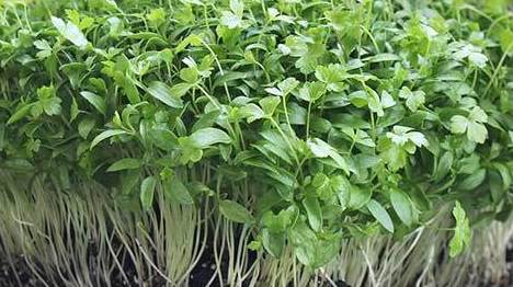 Fresh parsley microgreens grown to order by Loving My Greens