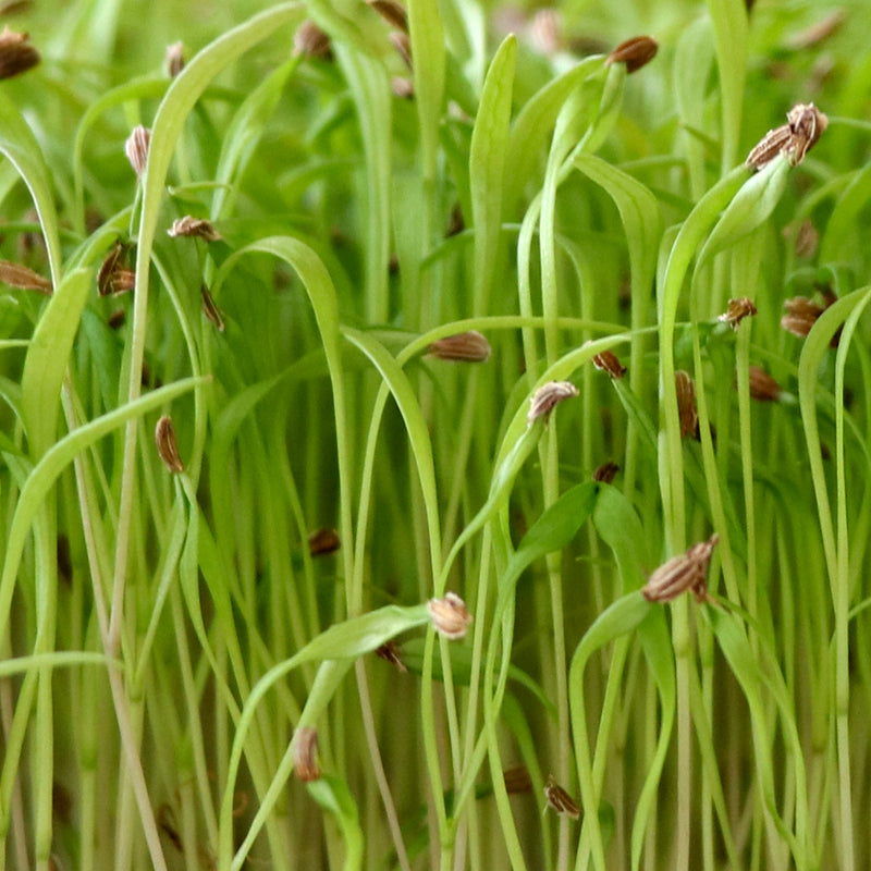 Fresh Carrot Microgreens