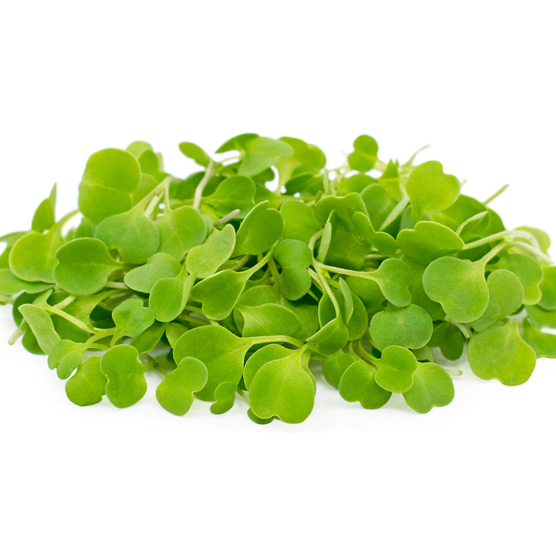 Arugula Microgreens- Organic