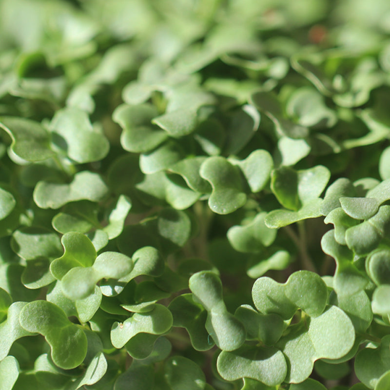 Broccoli Microgreens- Organic