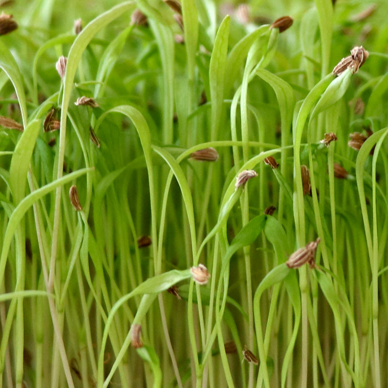 Carrot Microgreens- Organic